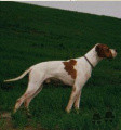 Pedigree HELLO DEL SASSALBO Pedigree HELLO DEL SASSALBO